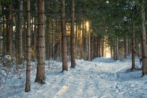 Michigan Cross Country Skiing